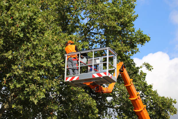 Best Tree Removal  in Superior, CO